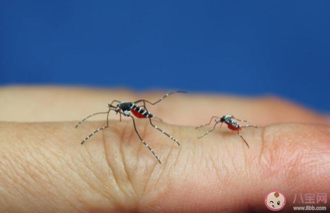 为什么下雨天时蚊子不会被雨滴砸死 蚂蚁庄园6月9日答案介绍