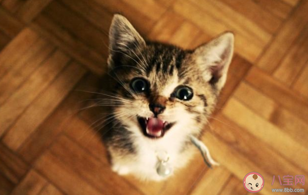 家养猫能听懂自己的名字吗 怎样让小猫咪记住自己的名字 家养猫能听懂自己的名字吗 怎样让小猫咪记住自己的名字