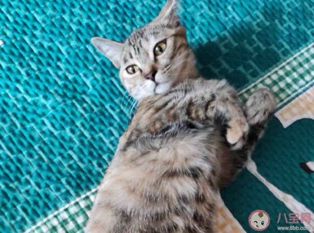 家养猫能听懂自己的名字吗 怎样让小猫咪记住自己的名字 家养猫能听懂自己的名字吗 怎样让小猫咪记住自己的名字