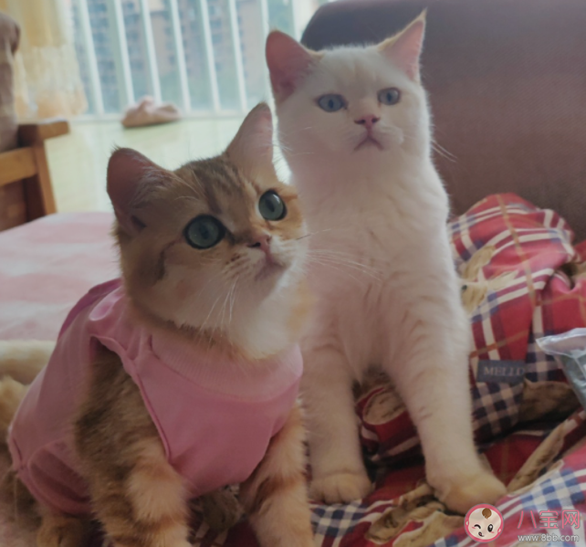 家养猫能听懂自己的名字吗 怎样让小猫咪记住自己的名字 家养猫能听懂自己的名字吗 怎样让小猫咪记住自己的名字