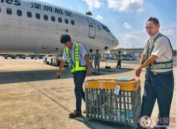 宠物托运回国要哪些手续证明 办理宠物托运你需要知道的几点