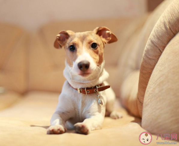 宠物托运回国要哪些手续证明 办理宠物托运你需要知道的几点