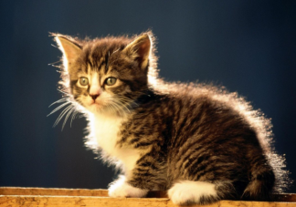 猫能听懂自己的名字吗 怎么训练猫咪