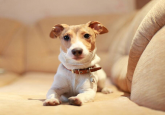 宠物托运回国要哪些手续证明 办理宠物托运你需要知道的几点