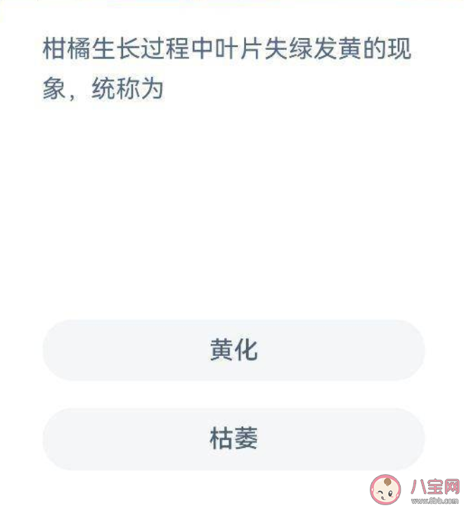 柑橘在生长过程中叶片失绿发黄是为什么 蚂蚁新村6月10日答案