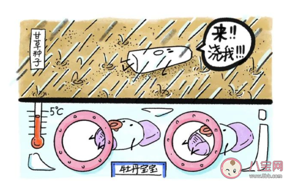 种子也会冬眠吗 蚂蚁新村6月14日答案