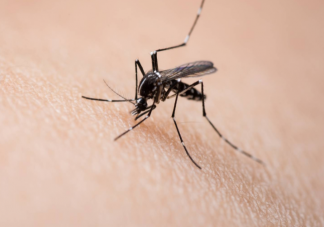 蚊子包越大毒性越大吗 被蚊子咬起大包怎么办