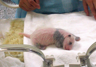 蚂蚁庄园刚出生的大熊猫是黑白相间吗 ​6月16日答案