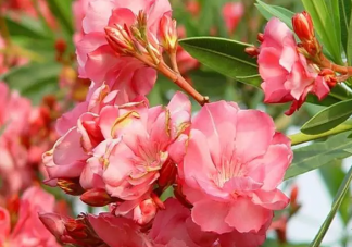 嘴含着夹竹桃会中毒吗 夹竹桃花粉有毒吗