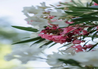 夹竹桃毒性有多大 夹竹桃有毒为什么要种植