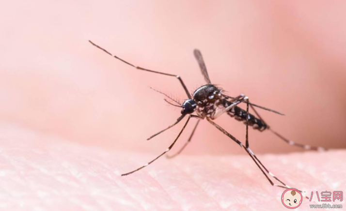 蚊子吸血时不能拍打吗 全方位防蚊攻略指南