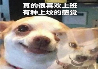 真的很喜欢造句大全 怎么用真的很喜欢造句