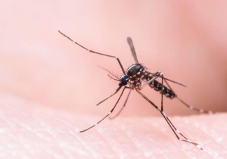 蚊子吸血时不能拍打吗 全方位防蚊攻略指南