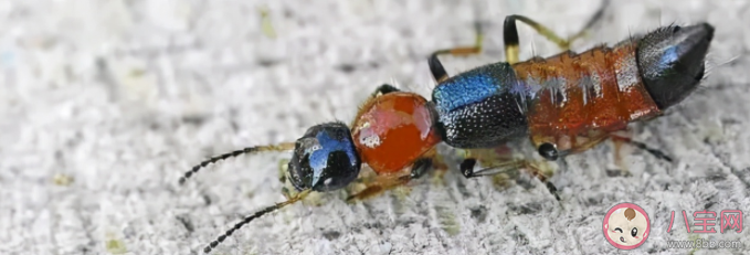 隐翅虫毒液堪比硫酸 隐翅虫咬人致命吗