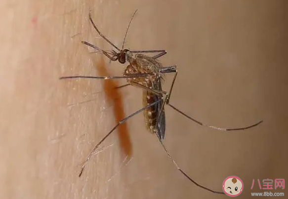 蚂蚁庄园是不是住高层就没有蚊子了 小课堂6月24日答案最新 蚂蚁庄园是不是住高层就没有蚊子了 小课堂6月24日答案最新