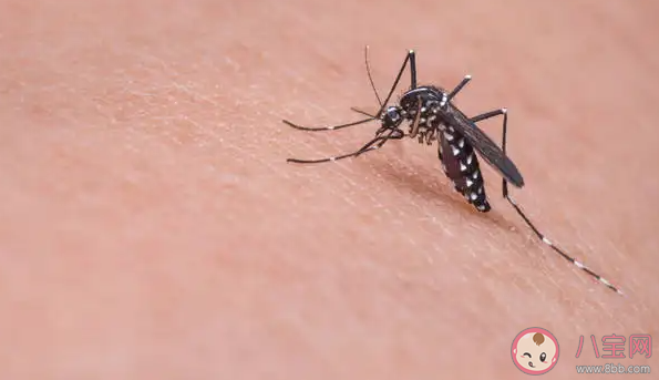 蚂蚁庄园是不是住高层就没有蚊子了 小课堂6月24日答案最新 蚂蚁庄园是不是住高层就没有蚊子了 小课堂6月24日答案最新