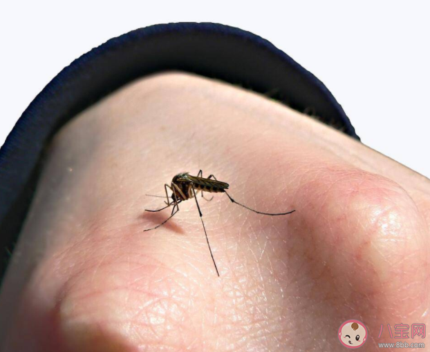 夏天是不是住高层就没蚊子了 蚂蚁庄园6月24日问题答案 夏天是不是住高层就没蚊子了 蚂蚁庄园6月24日问题答案