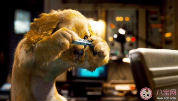 家里的小猫小狗能辨认出镜子里的自己吗 蚂蚁庄园6月25日答案