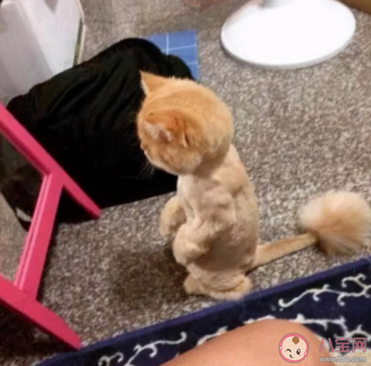 家里的小猫小狗能辨认出镜子里的自己吗 蚂蚁庄园6月25日答案