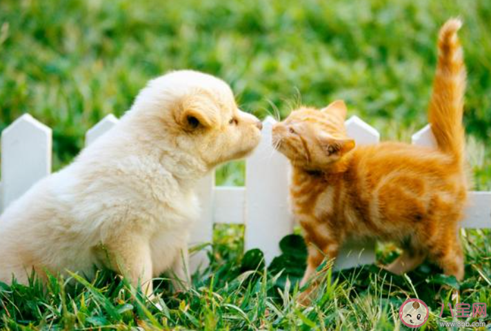 猜一猜小猫小狗能辨认出镜子里的自己吗 蚂蚁庄园6月25日答案