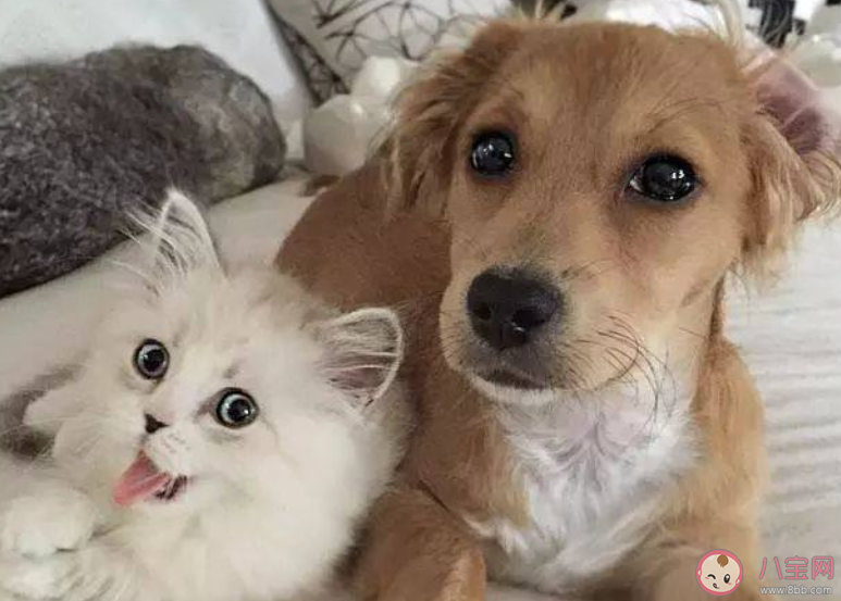 猜一猜小猫小狗能辨认出镜子里的自己吗 蚂蚁庄园6月25日答案