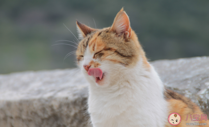 宠物猫狗可以吃生肉吗 给宠物吃生肉要注意什么