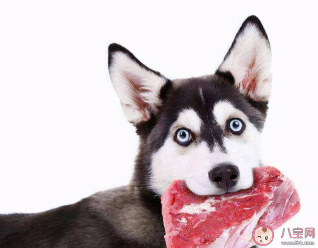 宠物猫狗可以吃生肉吗 给宠物吃生肉要注意什么