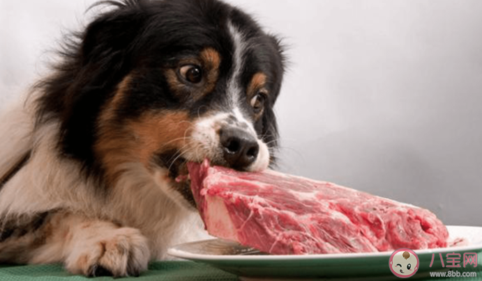 宠物猫狗可以吃生肉吗 给宠物吃生肉要注意什么