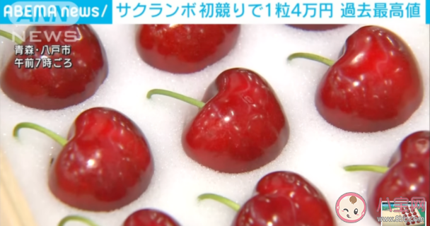 日本樱桃一颗拍出1980元天价是怎么回事 天价樱桃长什么样 日本樱桃一颗拍出1980元天价是怎么回事 天价樱桃长什么样