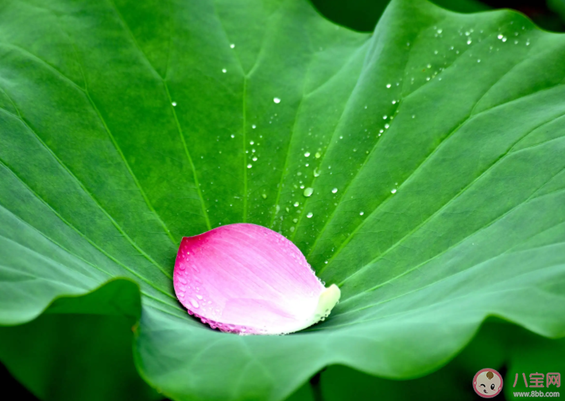 荷叶之所以滴水不沾是因为它的表面 蚂蚁庄园7月2日答案介绍 荷叶之所以滴水不沾是因为它的表面 蚂蚁庄园7月2日答案介绍