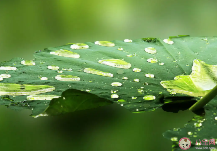 荷叶之所以滴水不沾是因为它的表面 蚂蚁庄园7月2日答案介绍 荷叶之所以滴水不沾是因为它的表面 蚂蚁庄园7月2日答案介绍