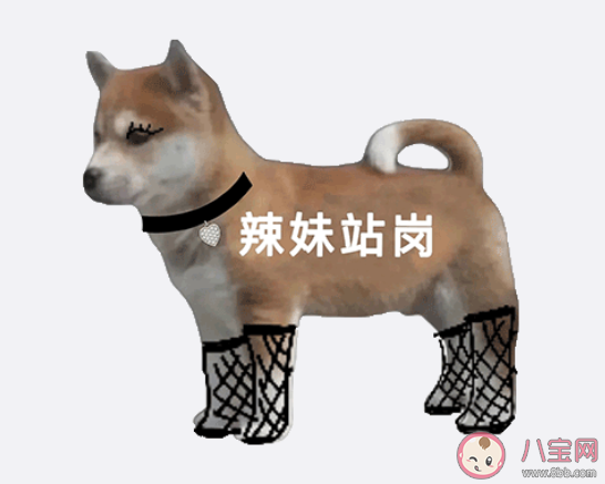 站岗小狗是什么梗什么意思 站岗小狗表情包合集