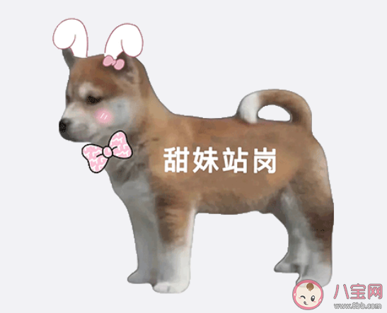 站岗小狗是什么梗什么意思 站岗小狗表情包合集