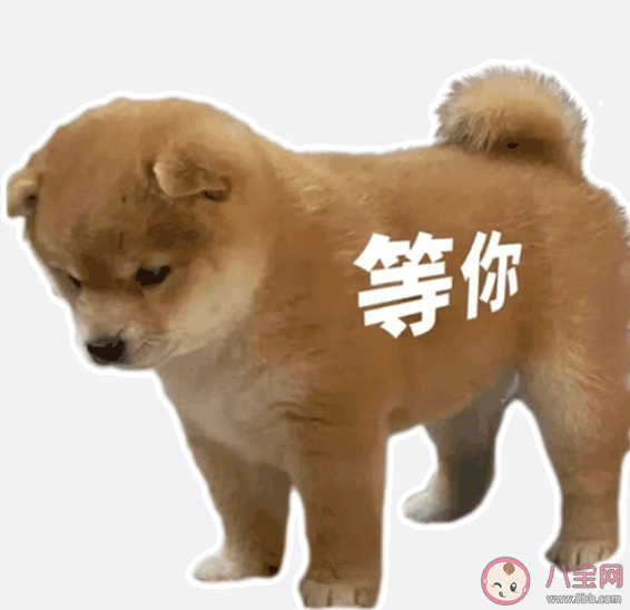 站岗小狗是什么梗什么意思 站岗小狗表情包合集