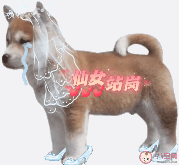 站岗小狗是什么梗什么意思 站岗小狗表情包合集