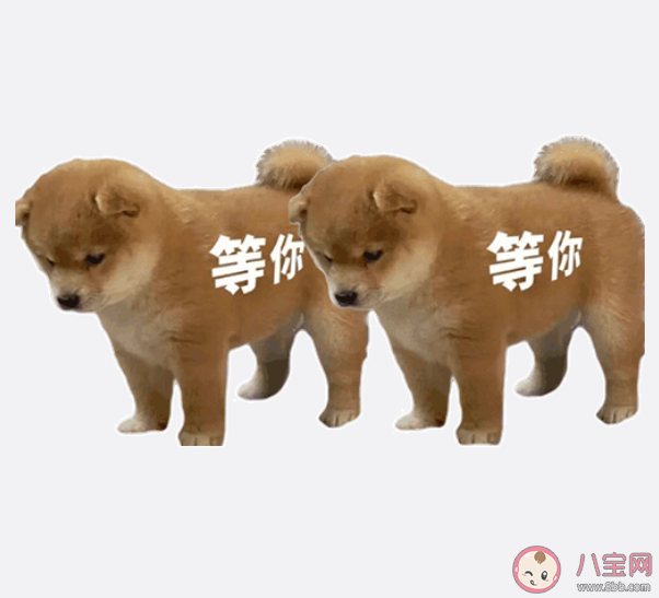 站岗小狗是什么梗什么意思 站岗小狗表情包合集