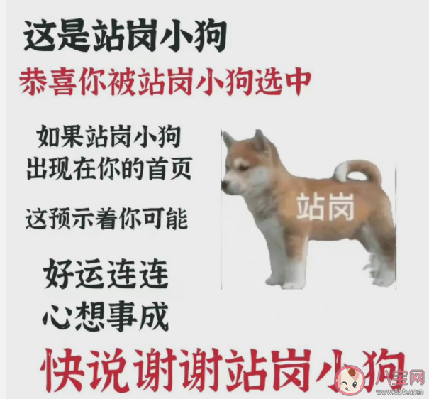 站岗小狗是什么梗什么意思 站岗小狗表情包合集