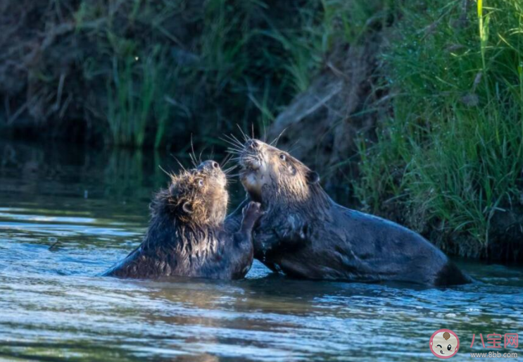 河狸享有动物界的土木建筑师的美誉是因为修建什么 蚂蚁庄园7月5日答案