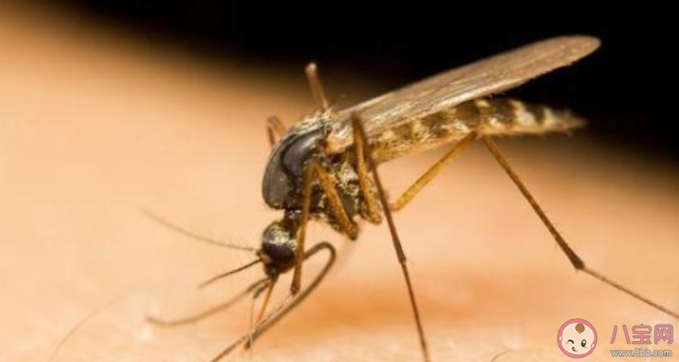 孕妇和宝宝更容易招蚊子真是这样吗 蚂蚁庄园7月6日答案最新 孕妇和宝宝更容易招蚊子真是这样吗 蚂蚁庄园7月6日答案最新