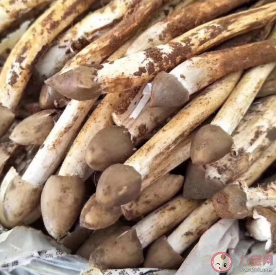 荔枝菌和什么毒蘑菇很相似 毒蘑菇中毒有什么感觉和症状 荔枝菌和什么毒蘑菇很相似 毒蘑菇中毒有什么感觉和症状