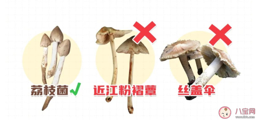 荔枝菌和什么毒蘑菇很相似 毒蘑菇中毒有什么感觉和症状 荔枝菌和什么毒蘑菇很相似 毒蘑菇中毒有什么感觉和症状