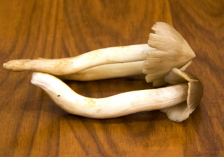 荔枝菌为什么这么贵 荔枝菌有哪些营养价值