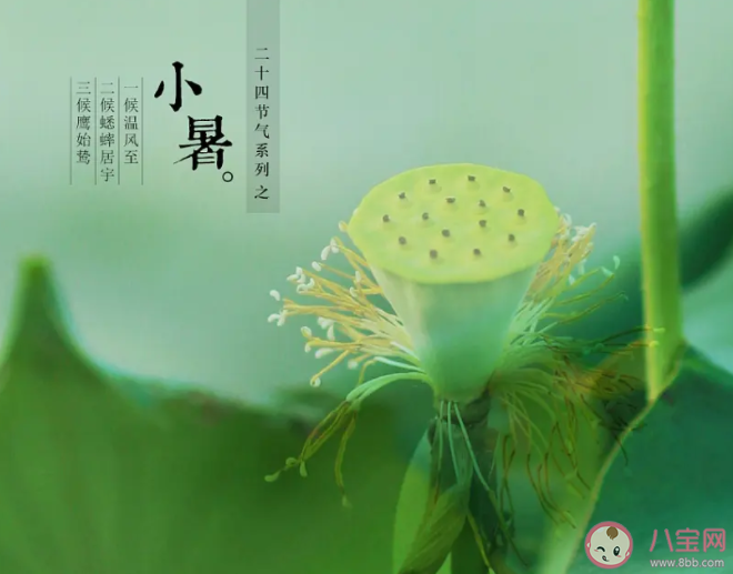 民间谚语小暑一声雷倒转做黄梅中黄梅指的是 蚂蚁庄园7月7日答案最新