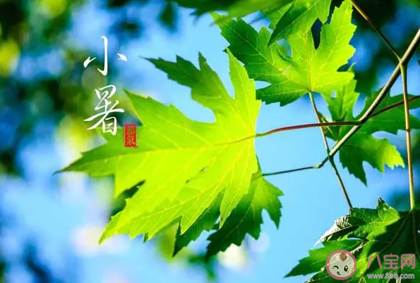 民间谚语小暑一声雷倒转做黄梅中黄梅指的是 蚂蚁庄园7月7日答案最新