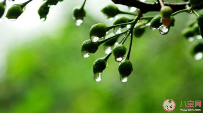 蚂蚁庄园小暑一声雷倒转做黄梅中的黄梅指什么 7月7日正确答案 蚂蚁庄园小暑一声雷倒转做黄梅中的黄梅指什么 7月7日正确答案