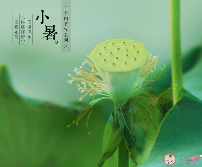 蚂蚁庄园7月7日答案介绍:小暑食新的习俗是指什么 蚂蚁庄园7月7日答案介绍:小暑食新的习俗是指什么