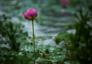 黄梅季节为什么容易有皮肤病 梅雨季节怎么预防皮肤病