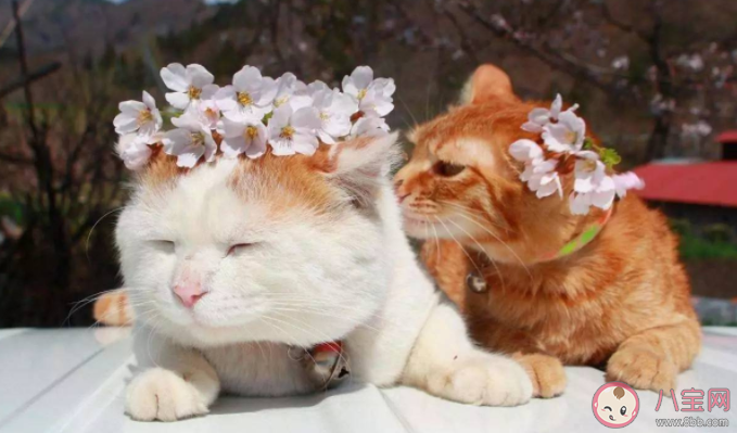 为什么大家都爱云吸猫 如何看待云吸猫