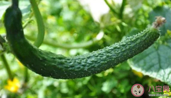 长得弯曲的黄瓜能吃吗 蚂蚁庄园7月16日答案最新