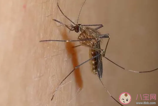 为什么孩子更招蚊子 怎样让孩子避免被蚊子咬